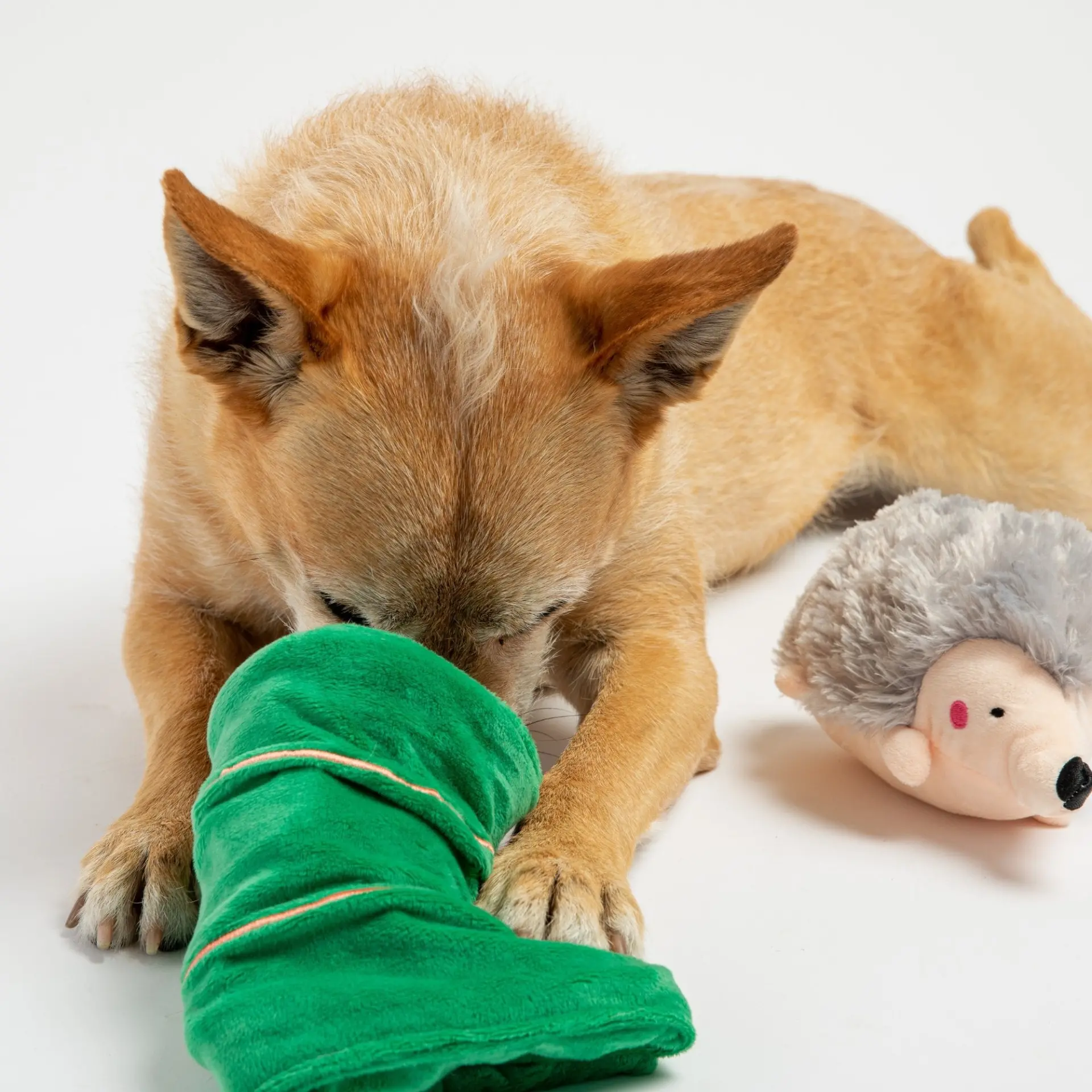 Sleeping Porcupine- Dog Toy - Image 2