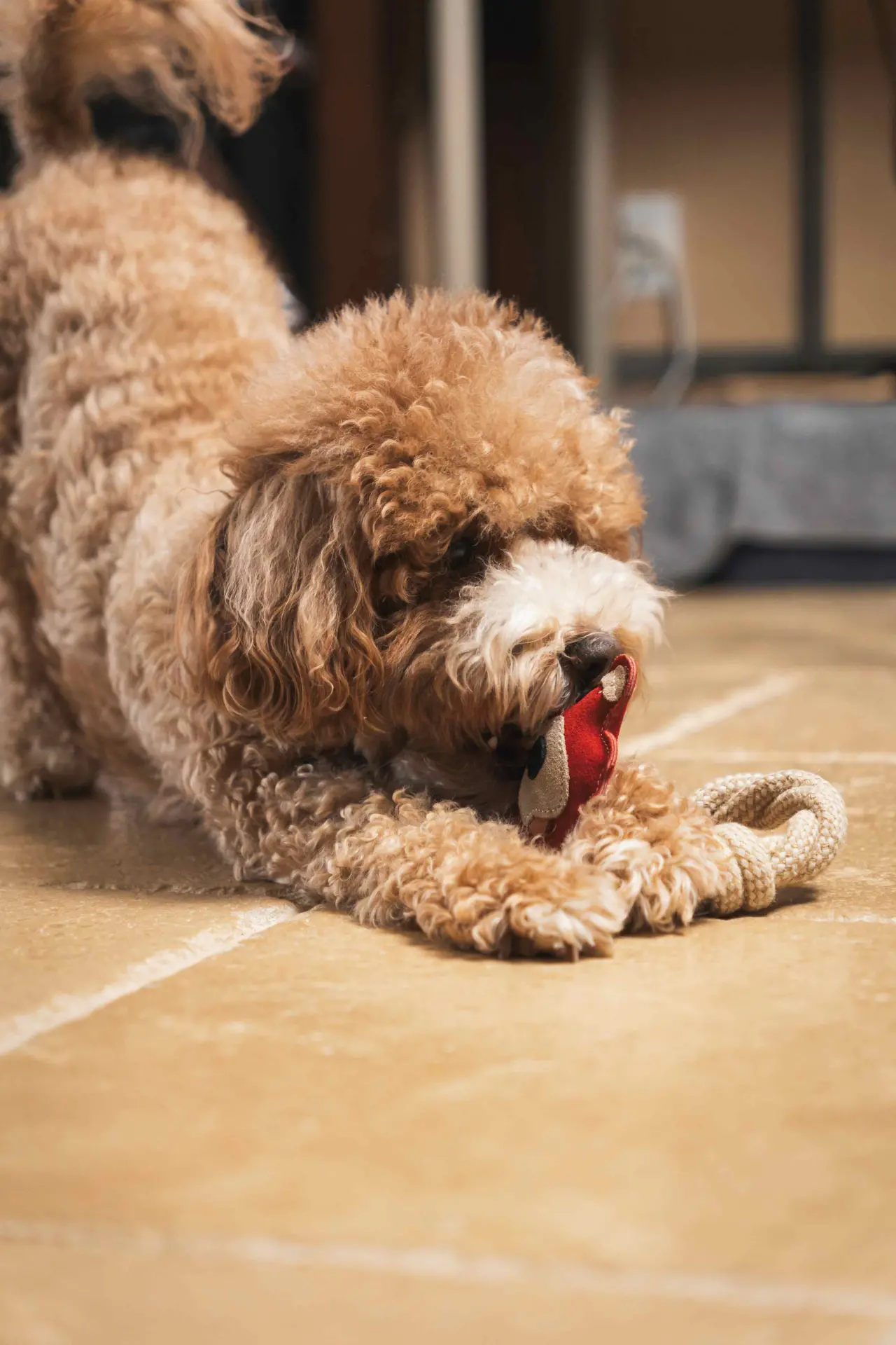 Bear & Rope Natural Dog Toy - Image 8
