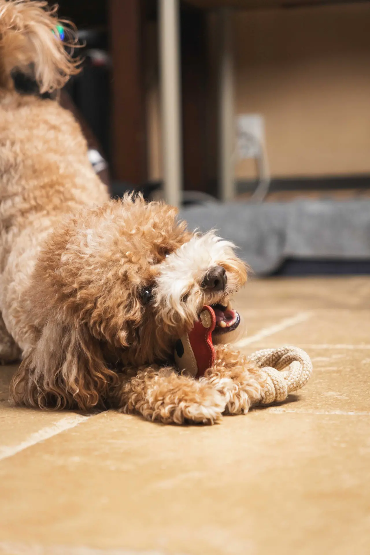 Bear & Rope Natural Dog Toy - Image 15
